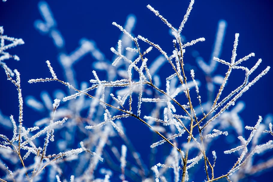 frozen plant, nature, ice, outdoors, snow, winter, frost, crystal HD wallpaper
