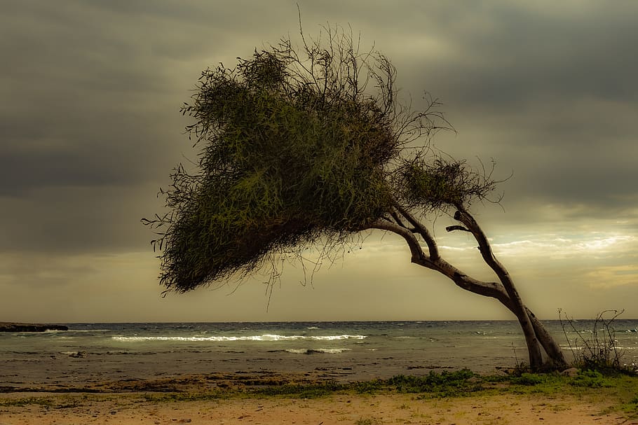 tree, beach, sea, nature, wind, scenery, horizon, winter, mood HD wallpaper