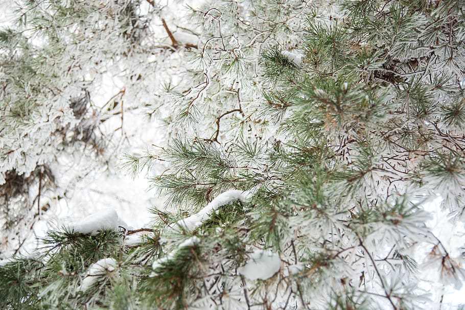 green-leafed trees, plant, snow, winter, seasoning, food, dill HD wallpaper