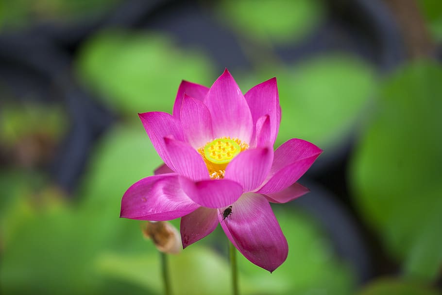 lotus, wind, nail, nature, early summer, aquatic plants, flowers HD wallpaper