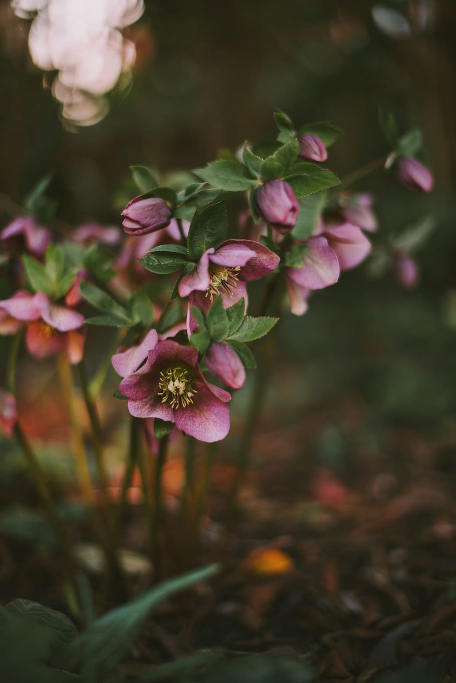 pink-petaled flower, flowering plant, beauty in nature, vulnerability HD wallpaper