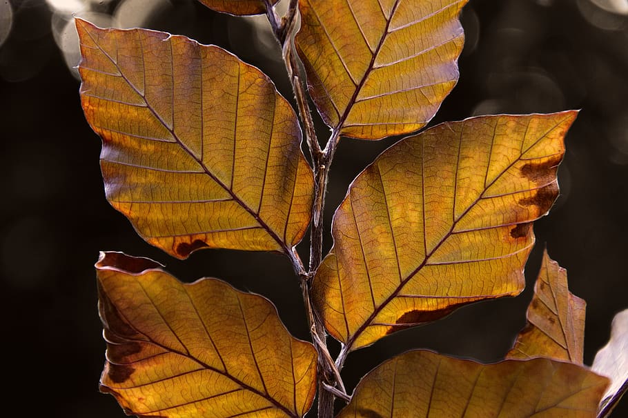 autumn, fall, leaves, leaf, tree, orange, plant part, change HD wallpaper