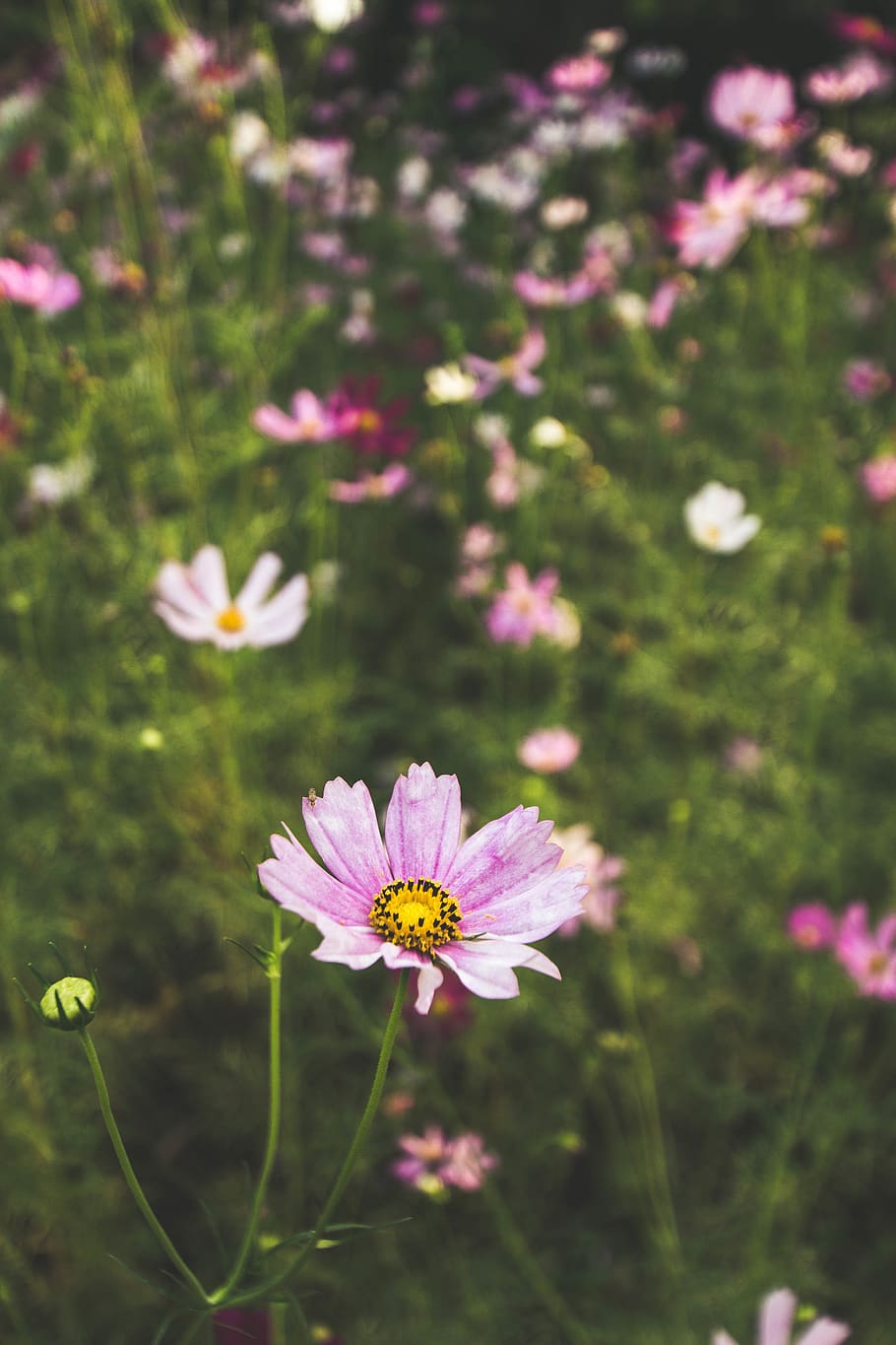 india, flowers, bloom, flowering plant, freshness, fragility HD wallpaper