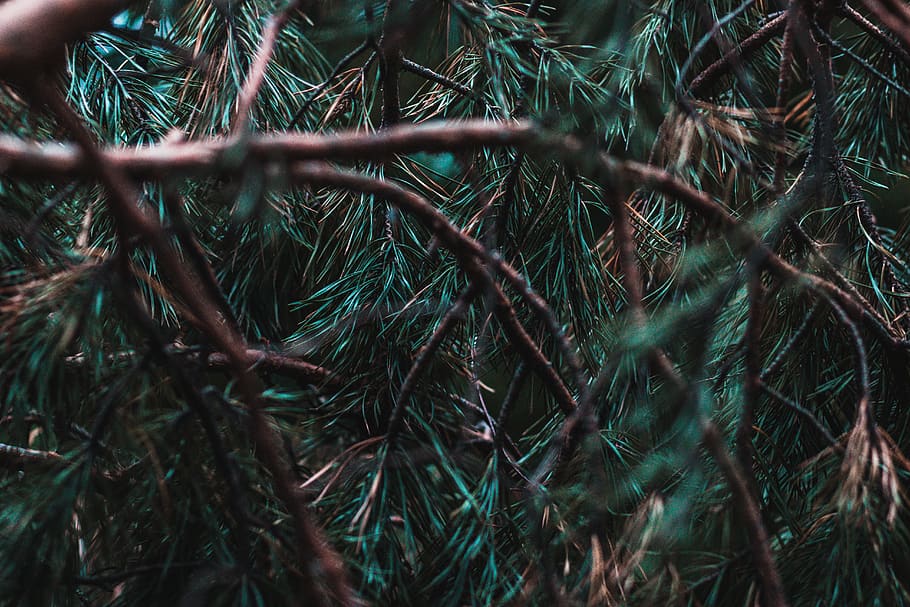 pine tree branches, plant, conifer, fir, abies, larch, spruce, HD wallpaper