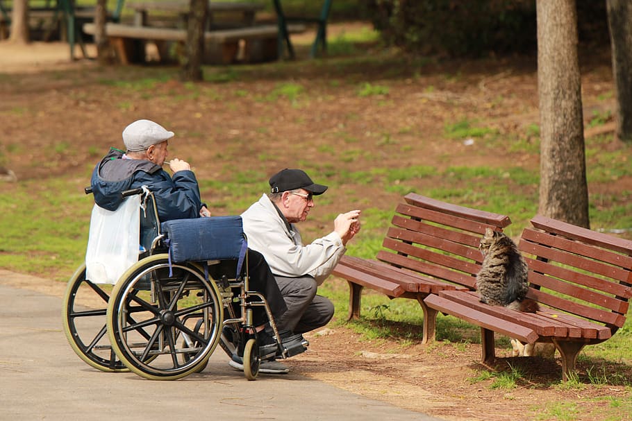 park, men, elderly, wheelchair, cat, photography, bench, medical equipment