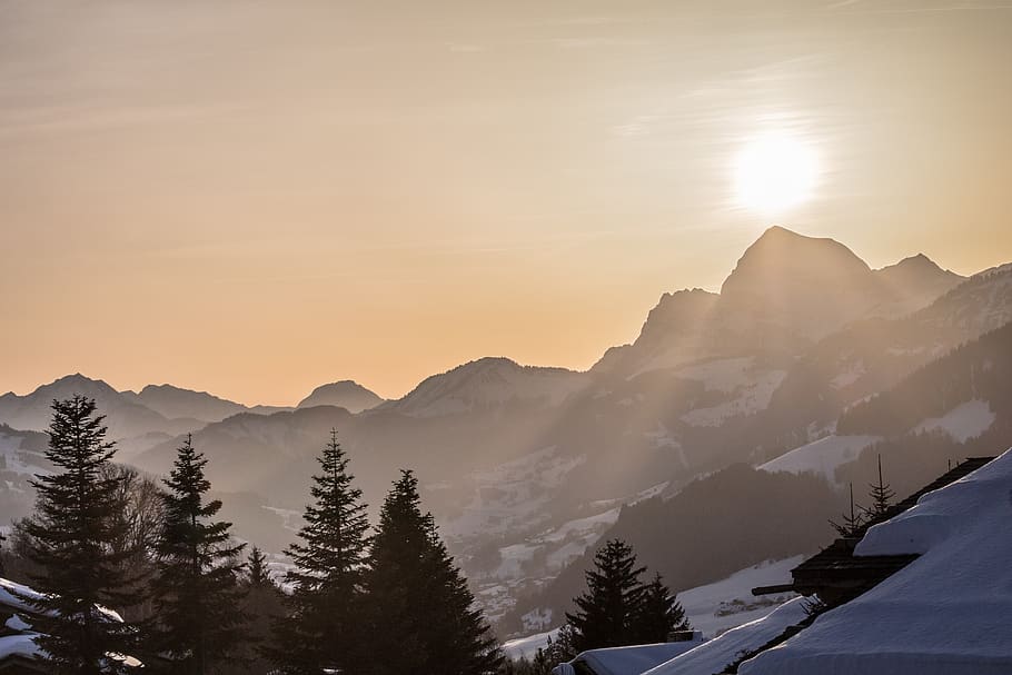 green-leafed tree, abies, plant, fir, nature, mountain, outdoors HD wallpaper