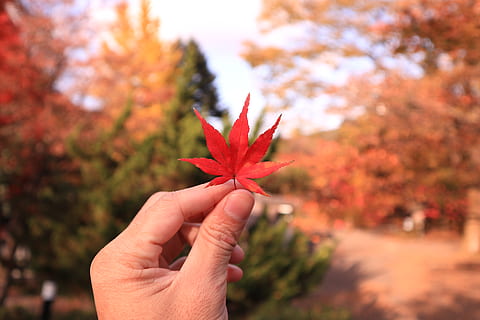 person holding red maple leaf, plant, flora, japan, nikkō-shi HD wallpaper