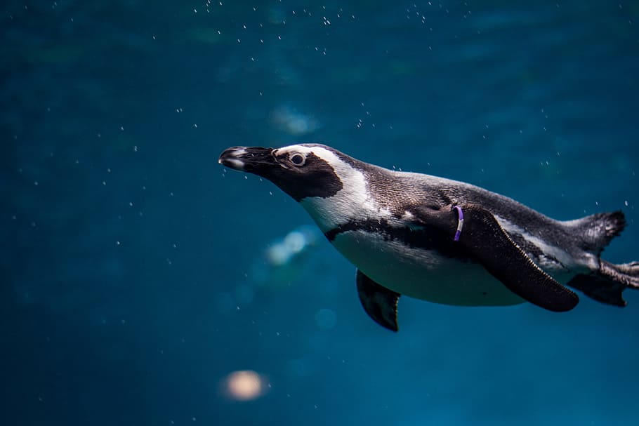 HD wallpaper: black and white penguin in underwater photography, swim ...