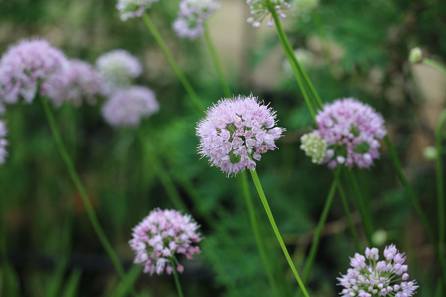 flowers, flowering plant, freshness, fragility, vulnerability HD wallpaper