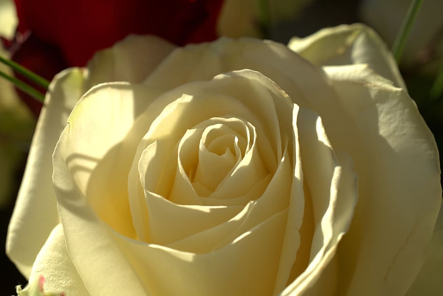 rose, white, love, wedding, romance, mourning, beauty, blossom HD wallpaper