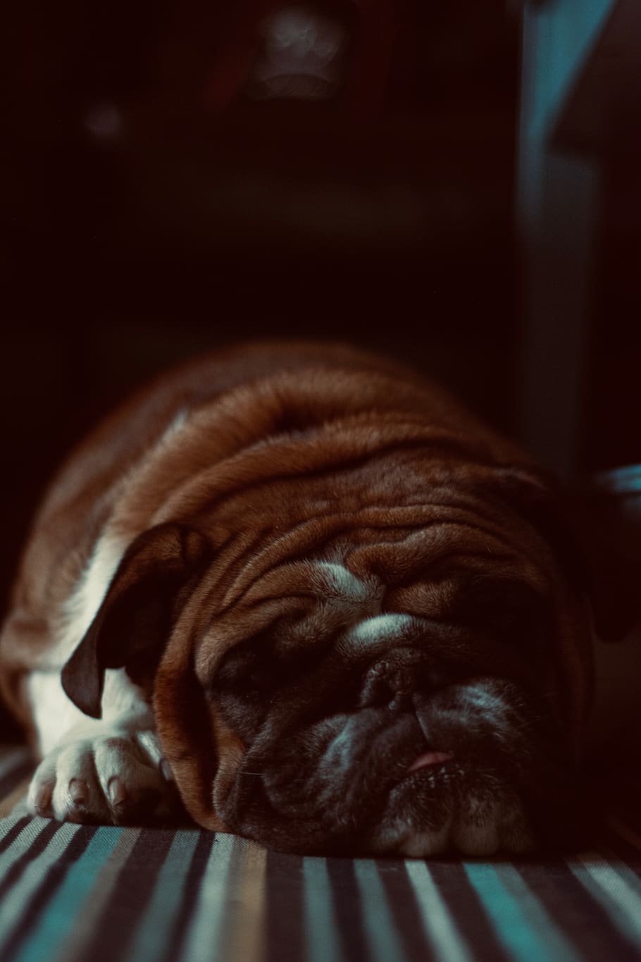Close-Up Photo of Lying Bulldog, adorable, animal photography, HD wallpaper