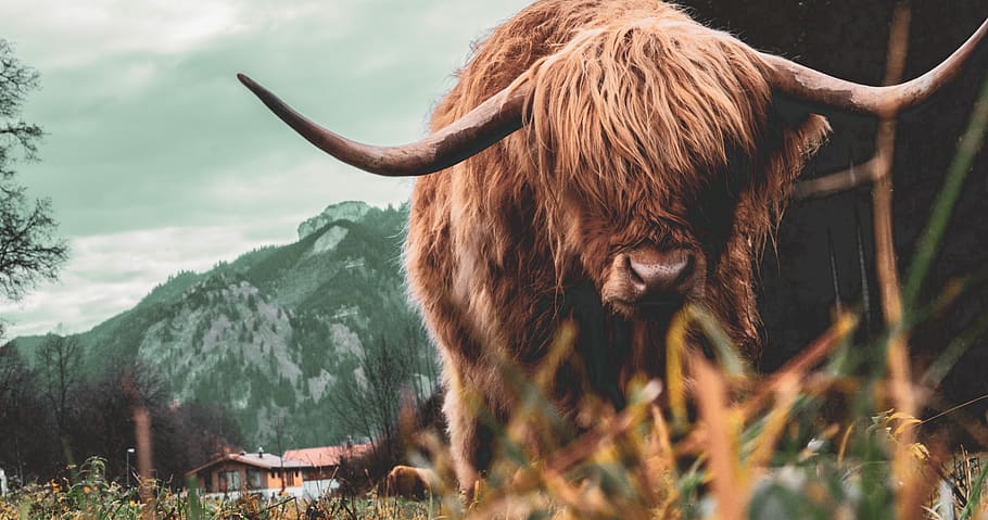 brown bull, mammal, animal, animal themes, domestic animals, livestock HD wallpaper