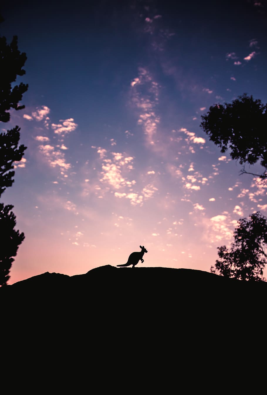 kangaroo, sky, cloud, clouds, colors, night, animals, trees HD wallpaper
