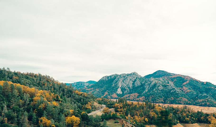 Green Leafed Trees, forest, landscape, mountains, scenics - nature HD wallpaper