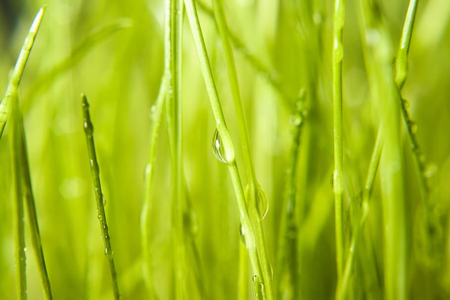 con2011, background, field, fresh, garden, grass, green, growth HD wallpaper