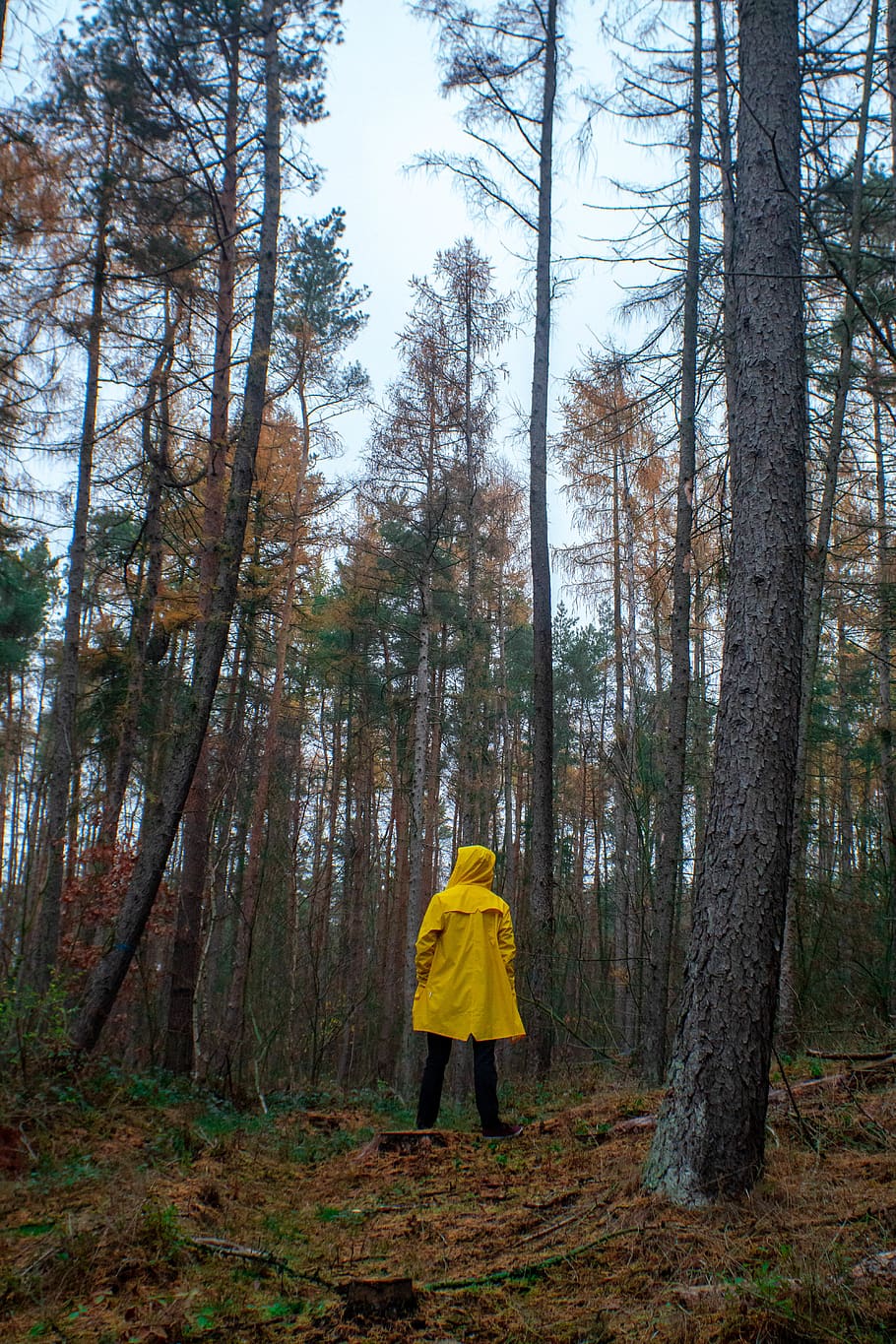 person standing in woods, apparel, clothing, coat, human, germany