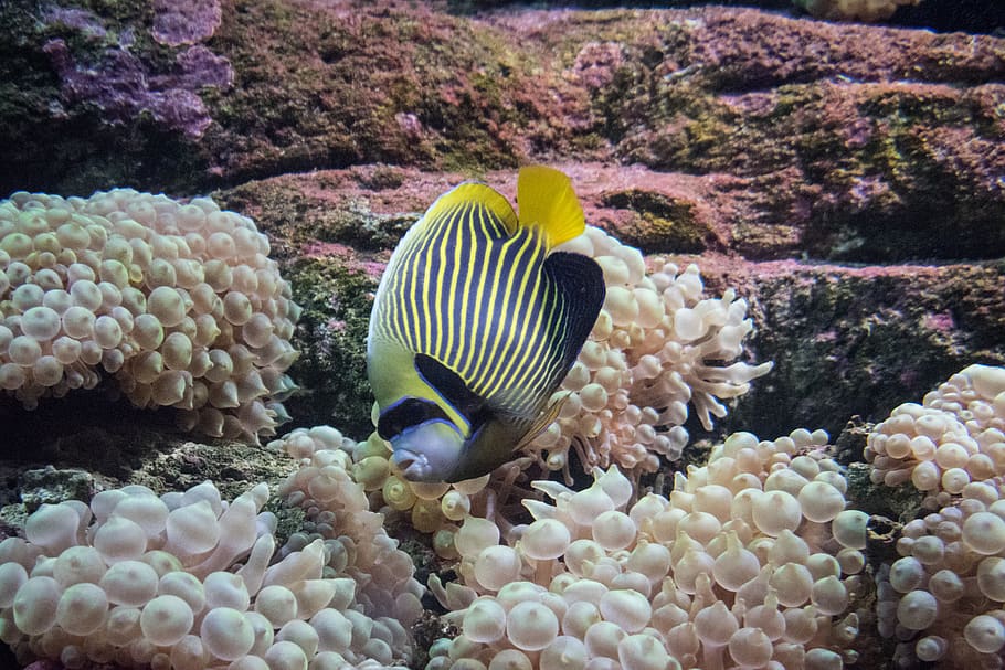 yellow and black fish, animal wildlife, underwater, sea, animals in the wild HD wallpaper