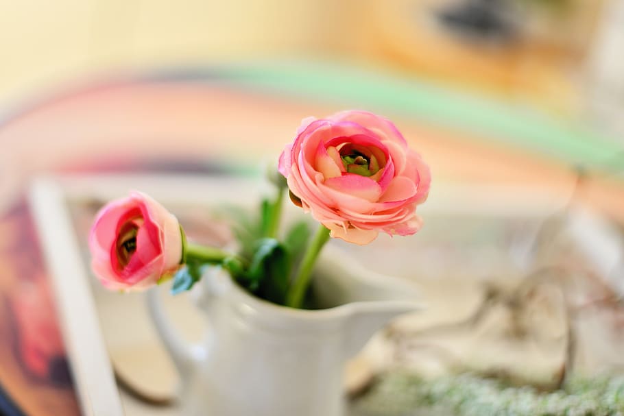 ranunculus, blossom, bloom, tender, spring, pink, romantic HD wallpaper