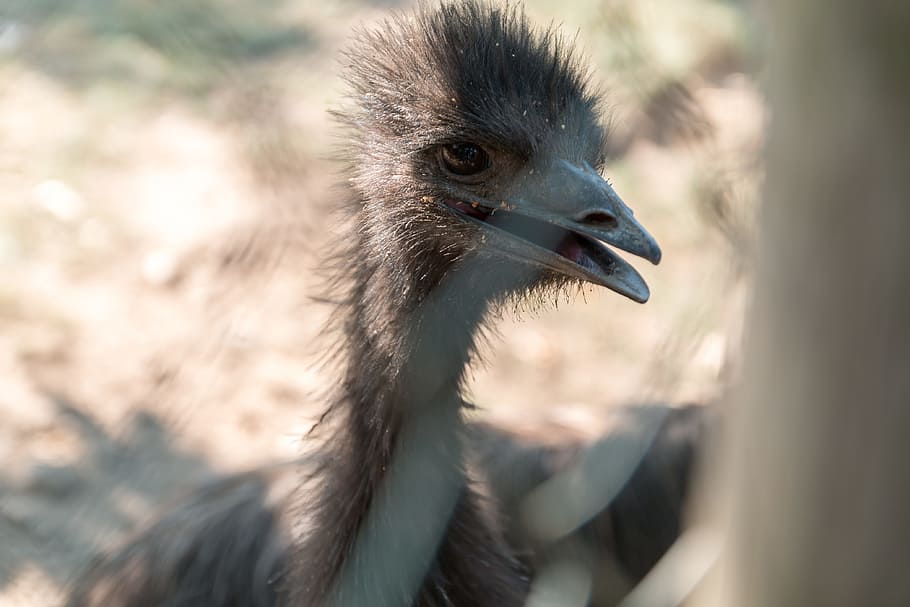 Portrait of Emu bird at the ZOO, animal wildlife, animals in the wild HD wallpaper