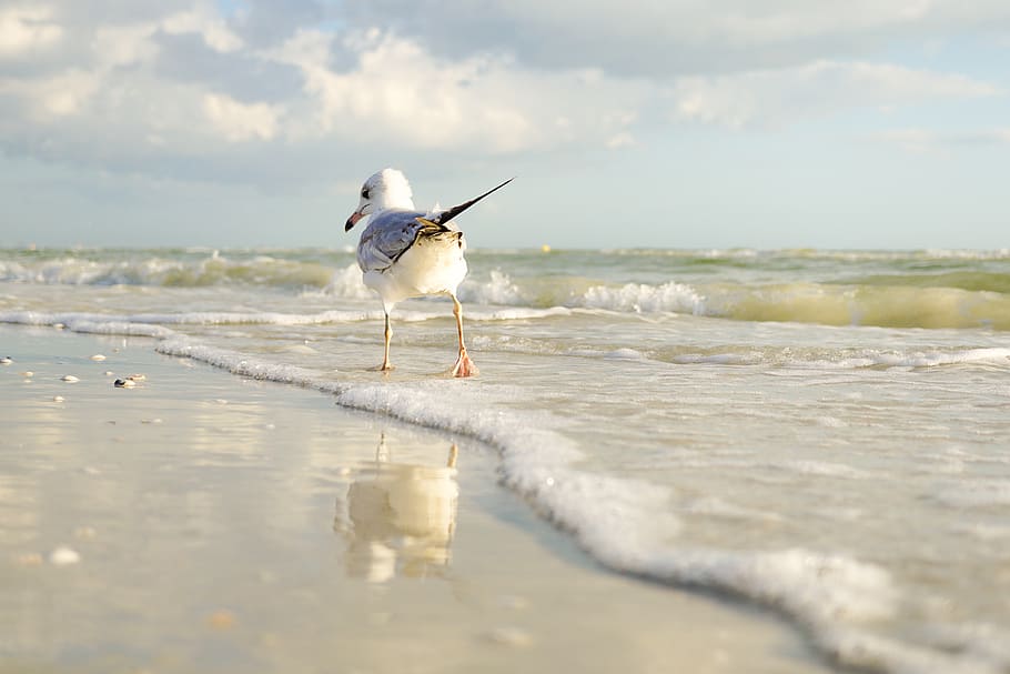 White and Gray Bird Standing on Seaside, beach, clouds, daylight HD wallpaper