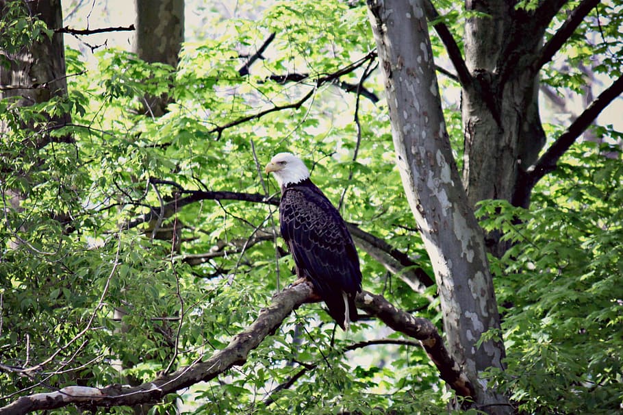 bald eagle, bird, raptor, predator, wildlife, tree, animal themes HD wallpaper