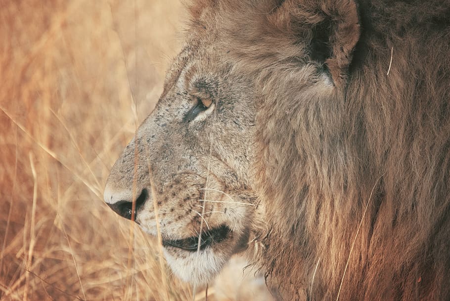 brown lion, animal wildlife, animal themes, animals in the wild HD wallpaper