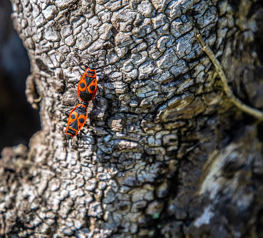fire bugs, close up, insect, red, animal, crawl, animal world HD wallpaper
