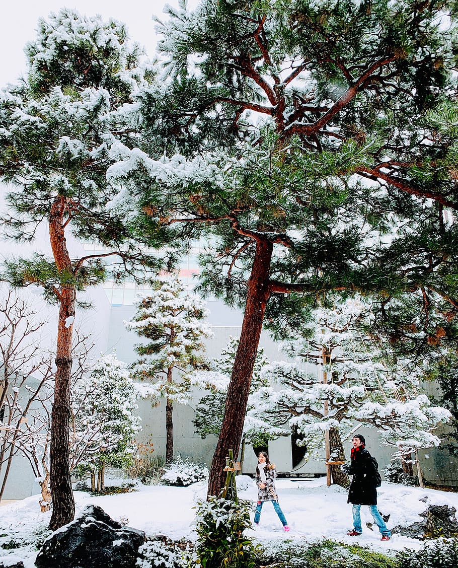 plant, tree, person, human, japan, kanazawa-shi, tree trunk, HD wallpaper