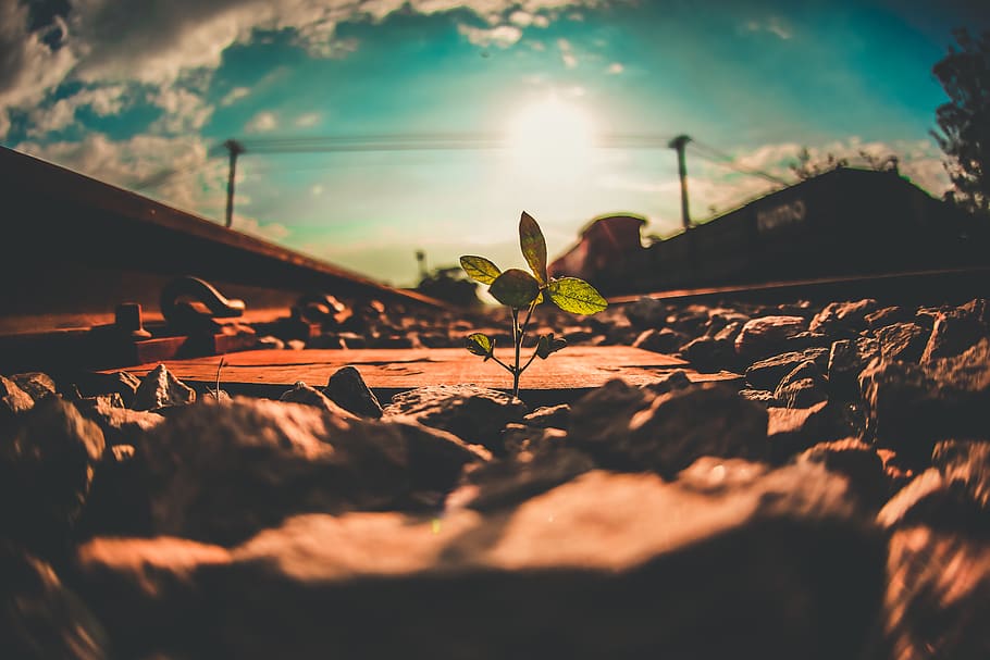 tree, train, serjosoza, landscape, canon, saopaulo, nature HD wallpaper