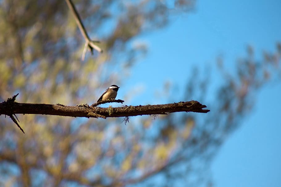 tree, bird, small, branch, green, blue, sky, animal wildlife HD wallpaper