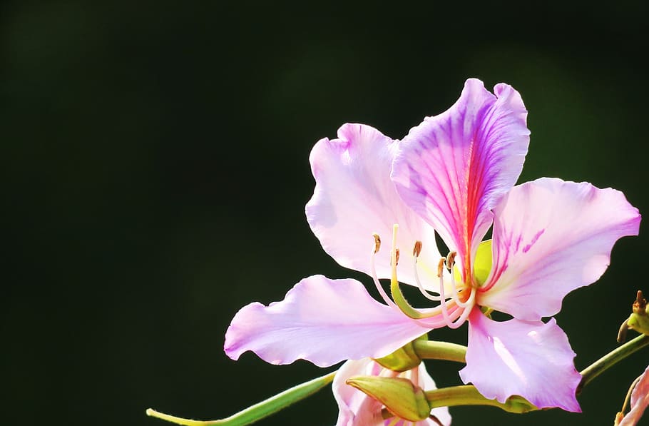 nature, flower, plant, leaf, summer, petal, light, outdoor HD wallpaper
