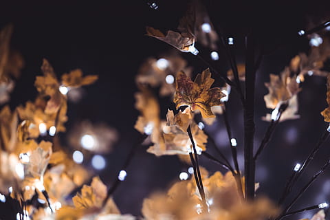 leaf, plant, tree, maple leaf, closeup, bokeh, lights, hd, leaves HD wallpaper