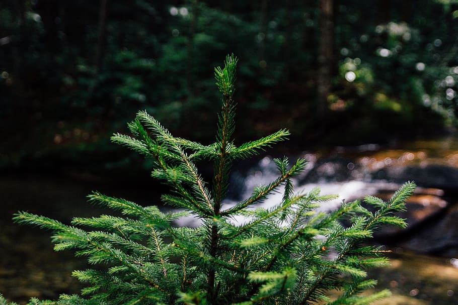 thorn, thorny, plant, green, nature, wild, green color, growth, HD wallpaper