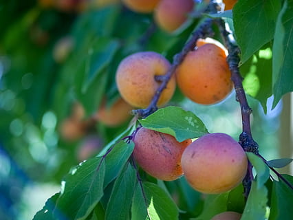 yellow and red apple fruit, plant, apricot, food, produce, peach HD wallpaper