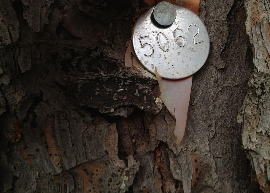 tree tag, 5062, bark, bark texture, metal, forest, nail, conservation HD wallpaper