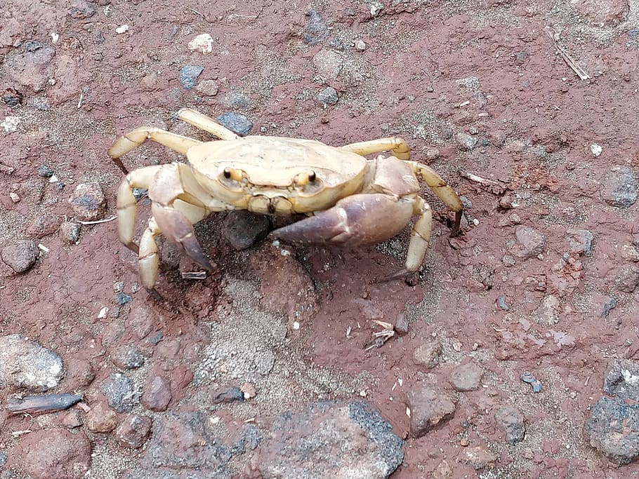 india, raigad, unnamed road, animal, white crab, mountain, nature, HD wallpaper