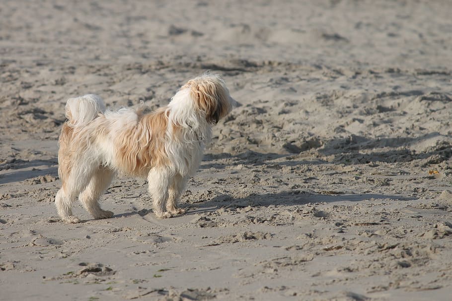 dog, beach, sand, fun, play, stand, pet, sea, summer, nature HD wallpaper