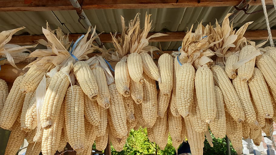 corn, grain, harvest, autumn, nature, yellow, agriculture, hanging HD wallpaper