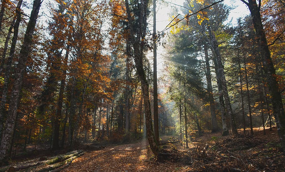 forest, trees, landscape, mystical, path, orange, leaf, fall HD wallpaper