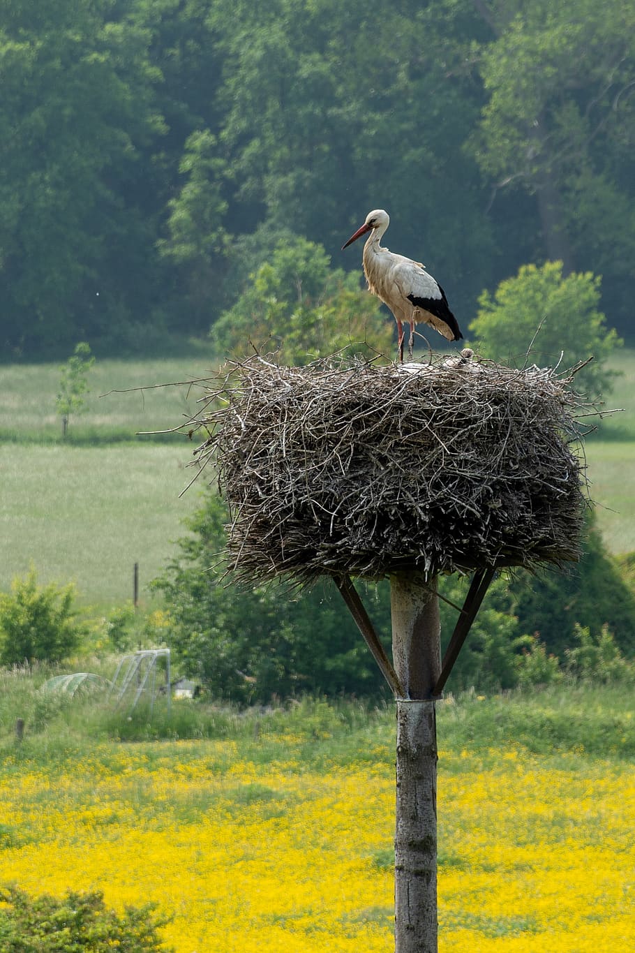 stork, nest, bird, storks, animal themes, vertebrate, plant HD wallpaper