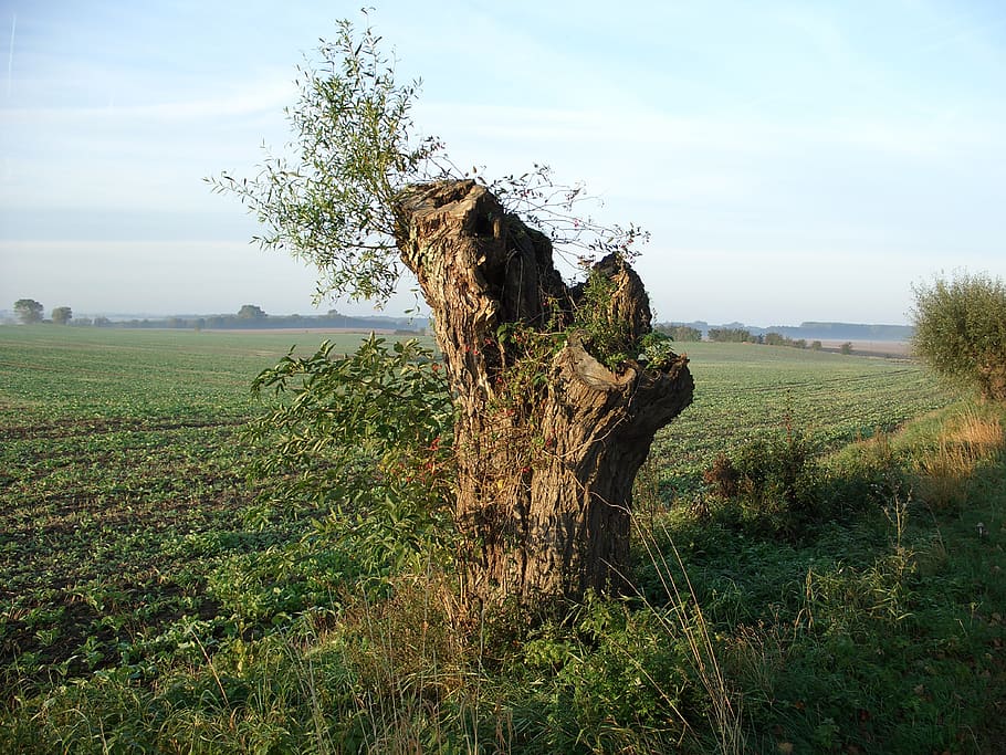 pollarded willow, pasture, tree, branches, grass, nature, landscape HD wallpaper