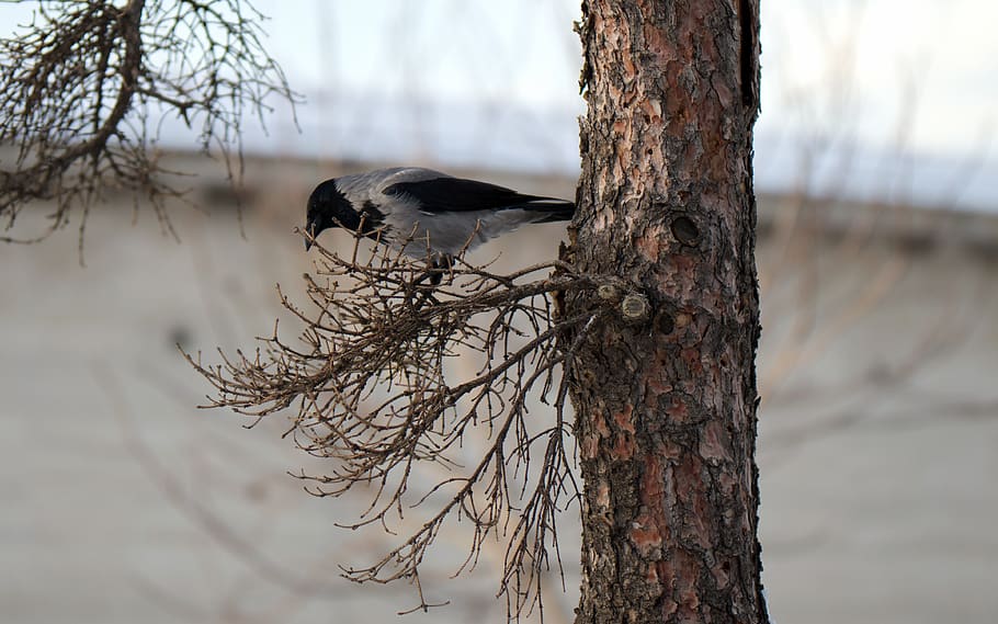bird, crow, plumage, winter, nature, tree, conifer, brad, twig HD wallpaper