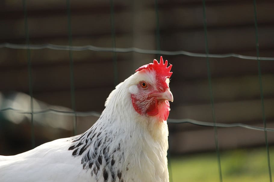 HD wallpaper: hen sussex, white, nature, white hen, animal themes, bird ...