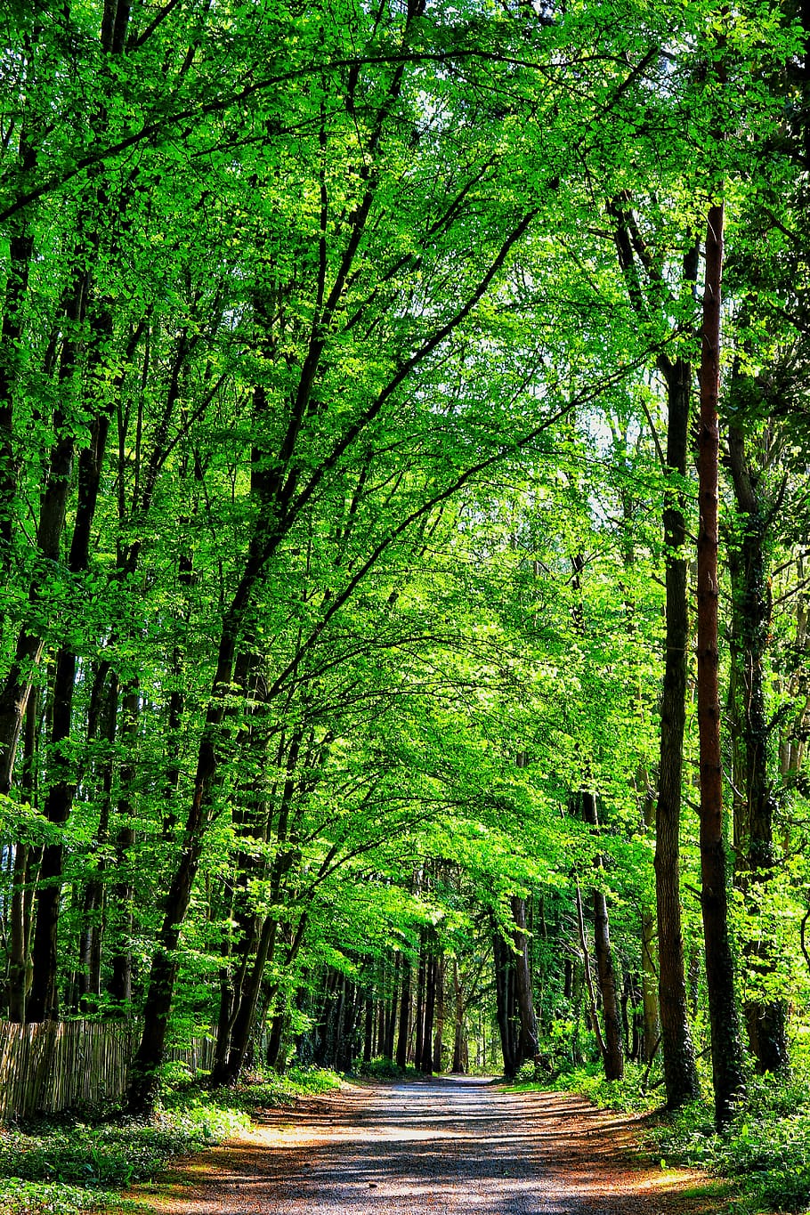 nature, landscapes, forests, park of gayeulles, rennes, france, HD wallpaper