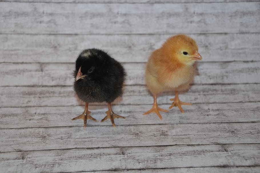 chicks, fluffy, cute, small, animal, chicken, poultry, easter HD wallpaper