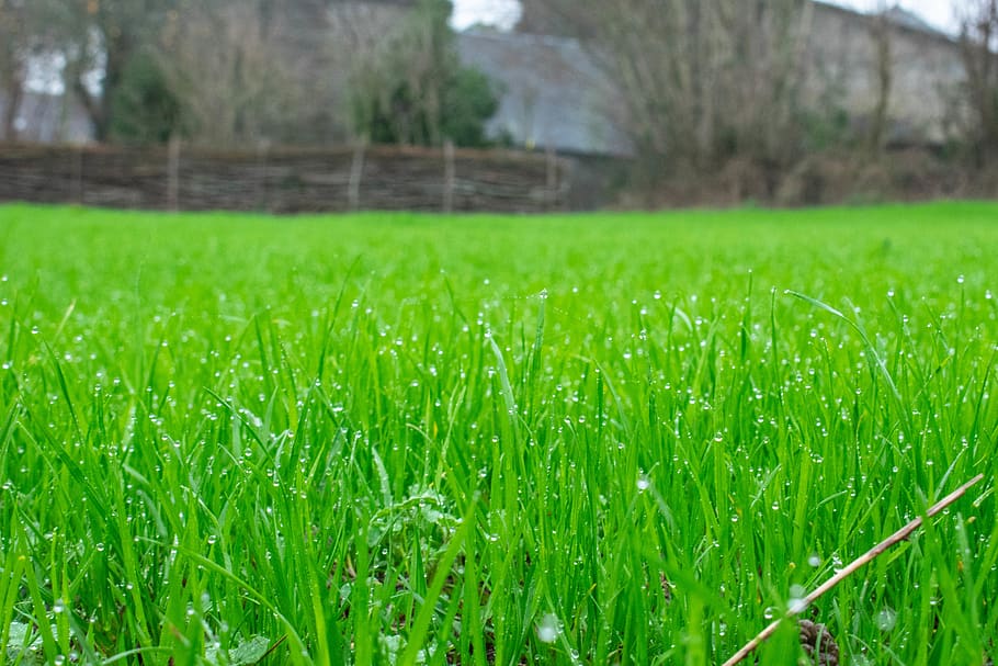 plant, grass, lawn, vegetation, field, saint pois, france, outdoors HD wallpaper