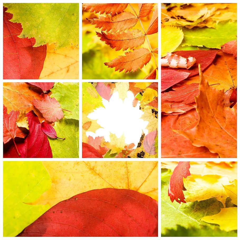 autum, leaves, autumn, green, oak, closeup, decoration, foliage