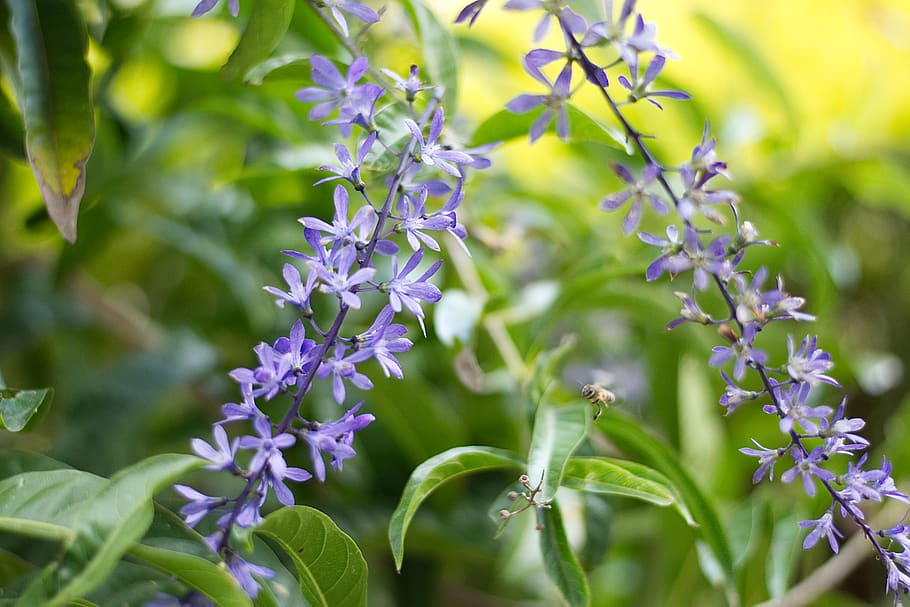 bee, flowers, nature, flowering plant, beauty in nature, plant part HD wallpaper