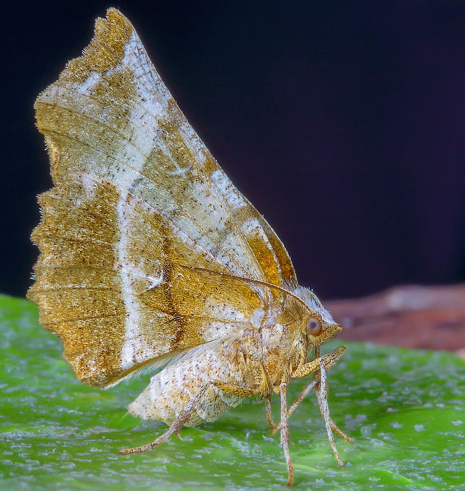 moth, early- thorn, wings, pattern, nature, insect, colorful, HD wallpaper