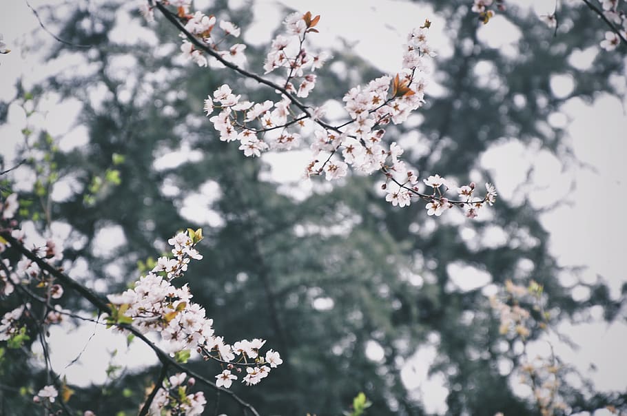 white flower tree, plant, flora, blossom, cherry blossom, cherry blossom tree HD wallpaper